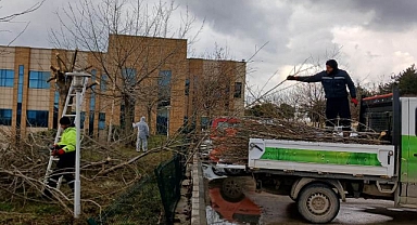 Dilovası Devlet Hastanesi'nde Ağaç Budama ve Çevre Düzenlemesi Yapıldı